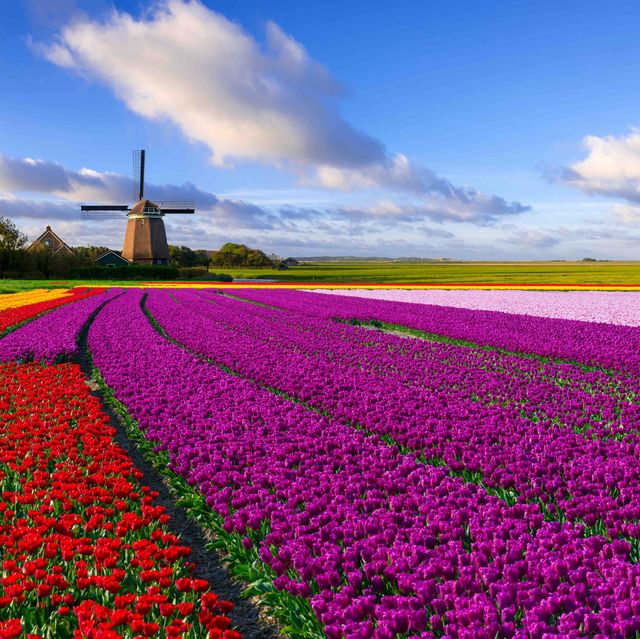 colorful tulip field in front of a dutch windmill under a nicely clouded sky