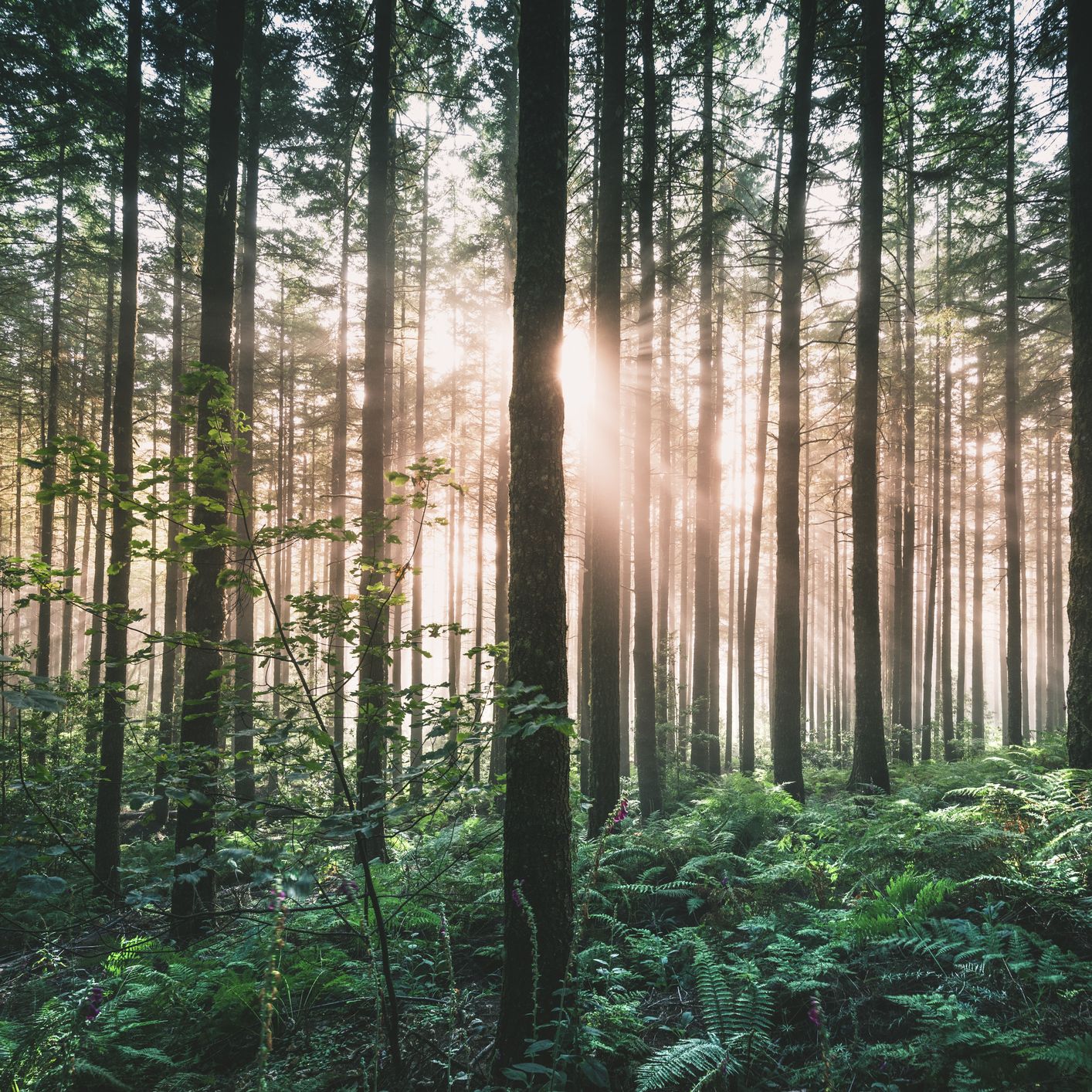 In Some Forests, Photosynthesis May Just Stop Working. It Would Be a Disaster.