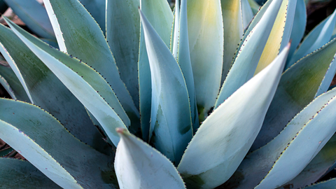 Consejos de coctelería Paloma