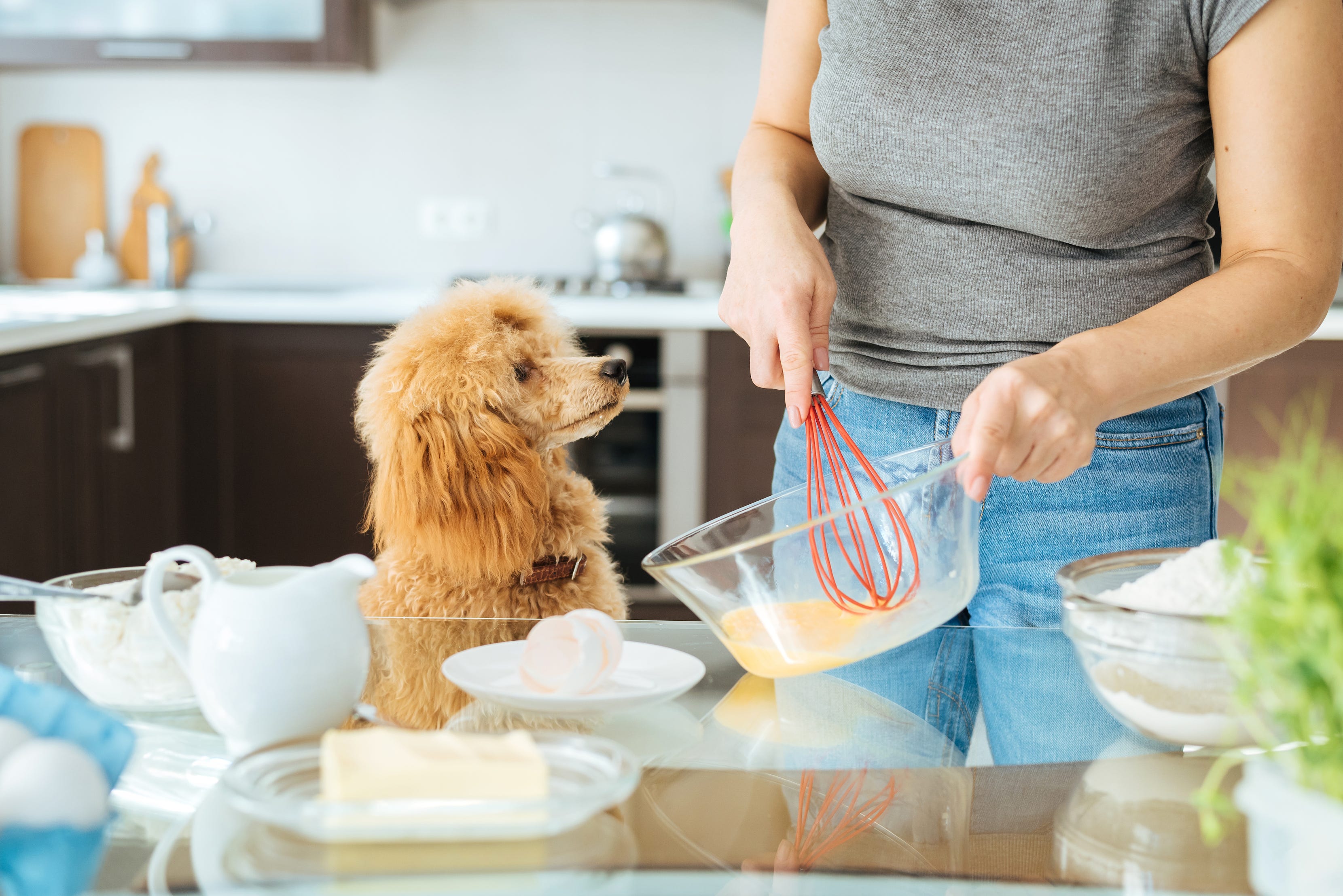 can a poodles have raisins