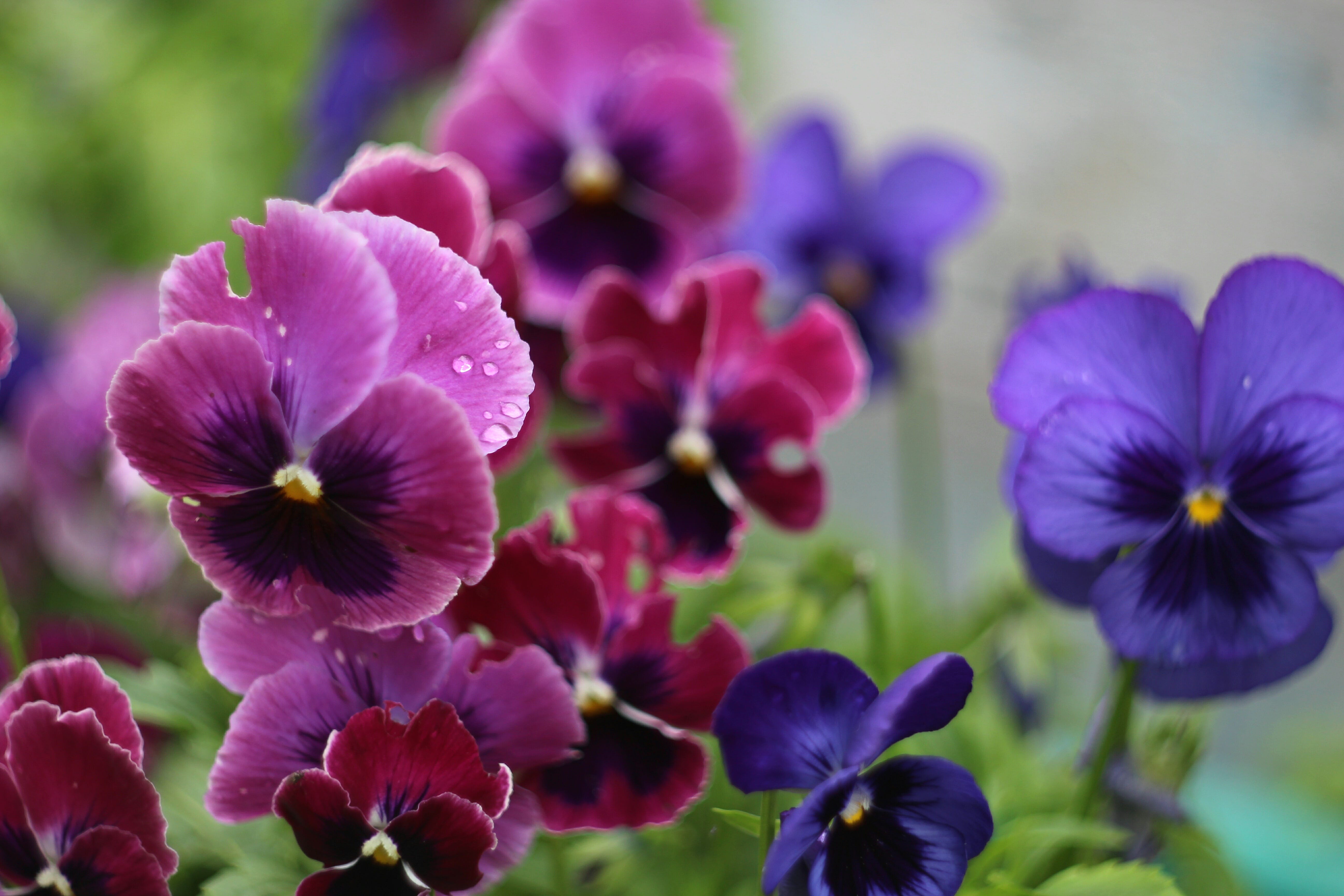 purple and pink spring flowers