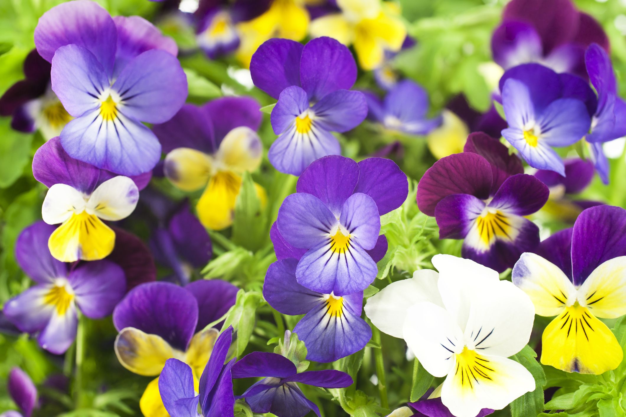 How To Grow Pansy Flowers When And Where To Plant Pansies