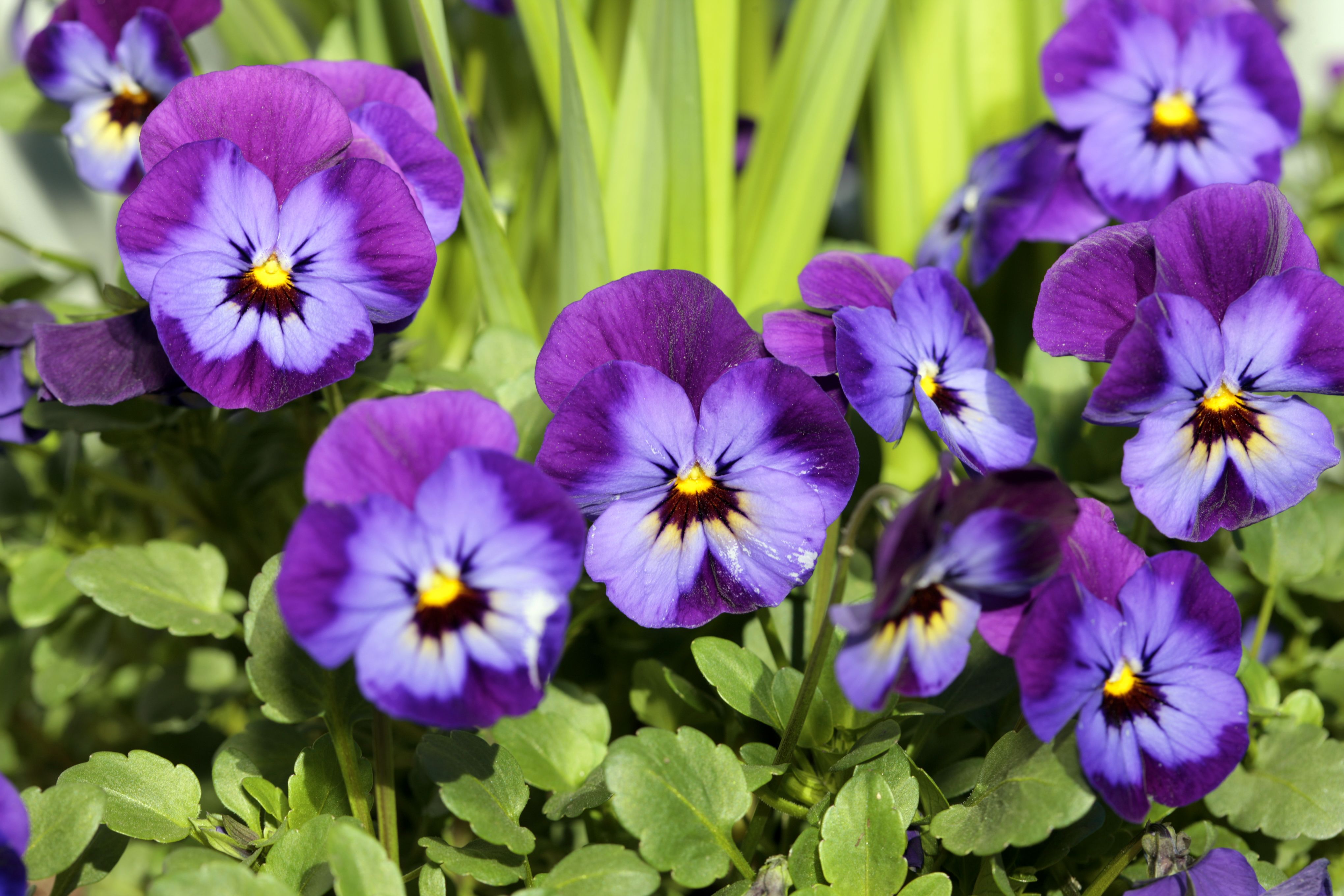 20 Best Early Spring Flowers - Early-Blooming Spring Flowers For Your ...