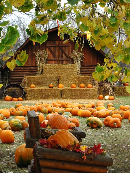 20 Best Pumpkin Patches In The US Top Pumpkin Patch Near Me   Papas Pumpkin Patch Best Pumpkin Patches 1624899974 