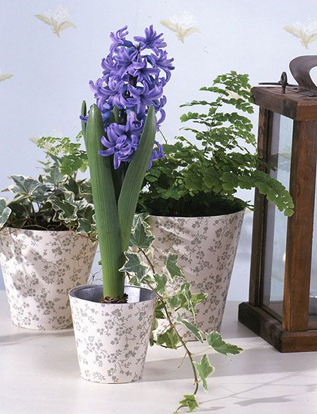 Flower, Flowering plant, Plant, Flowerpot, Hyacinth, Purple, Lavender, Houseplant, Cut flowers, Ikebana, 