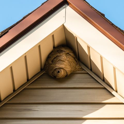paper wasp nest on triangular roof siding