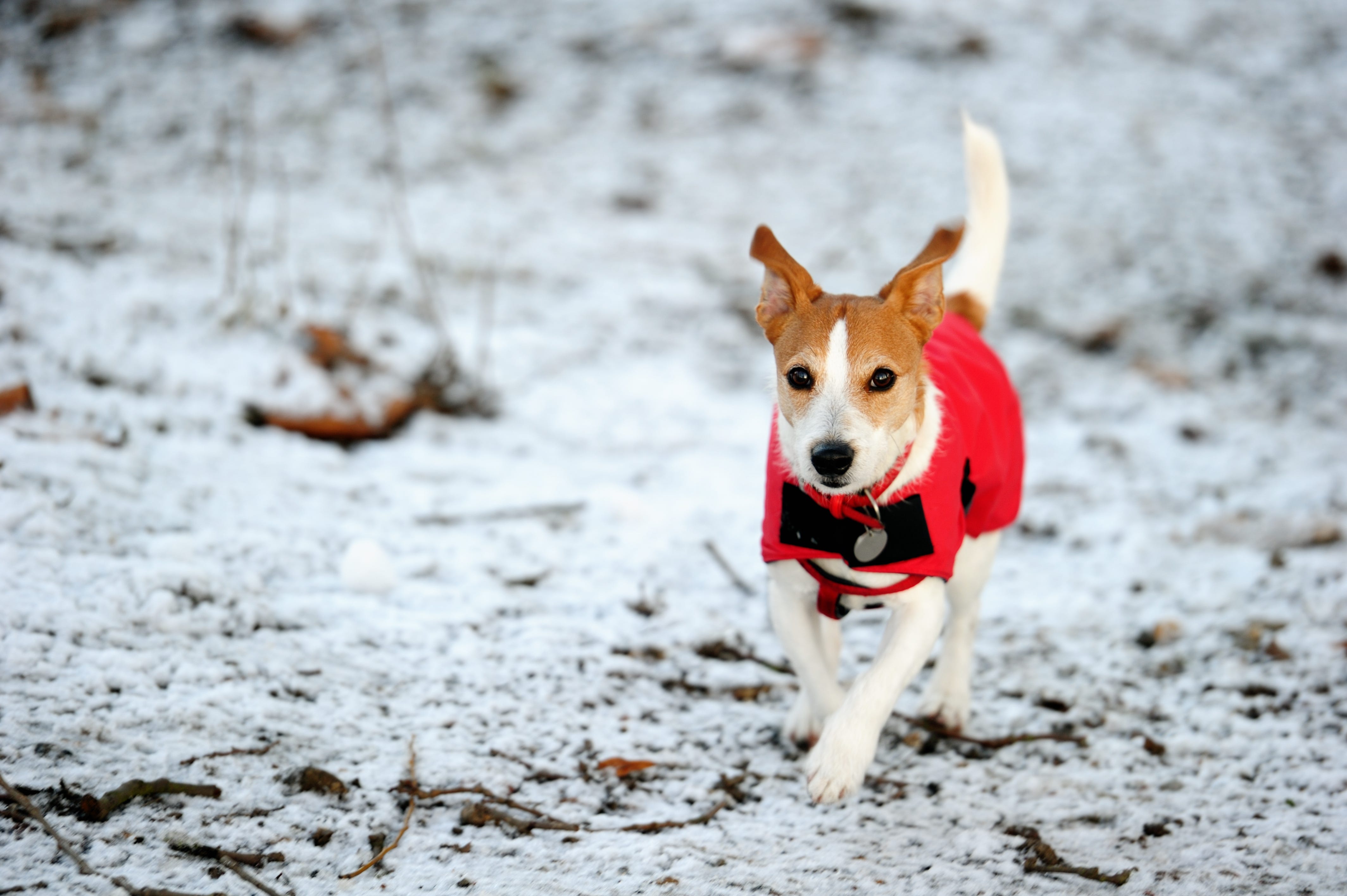 should my dog wear a coat in winter