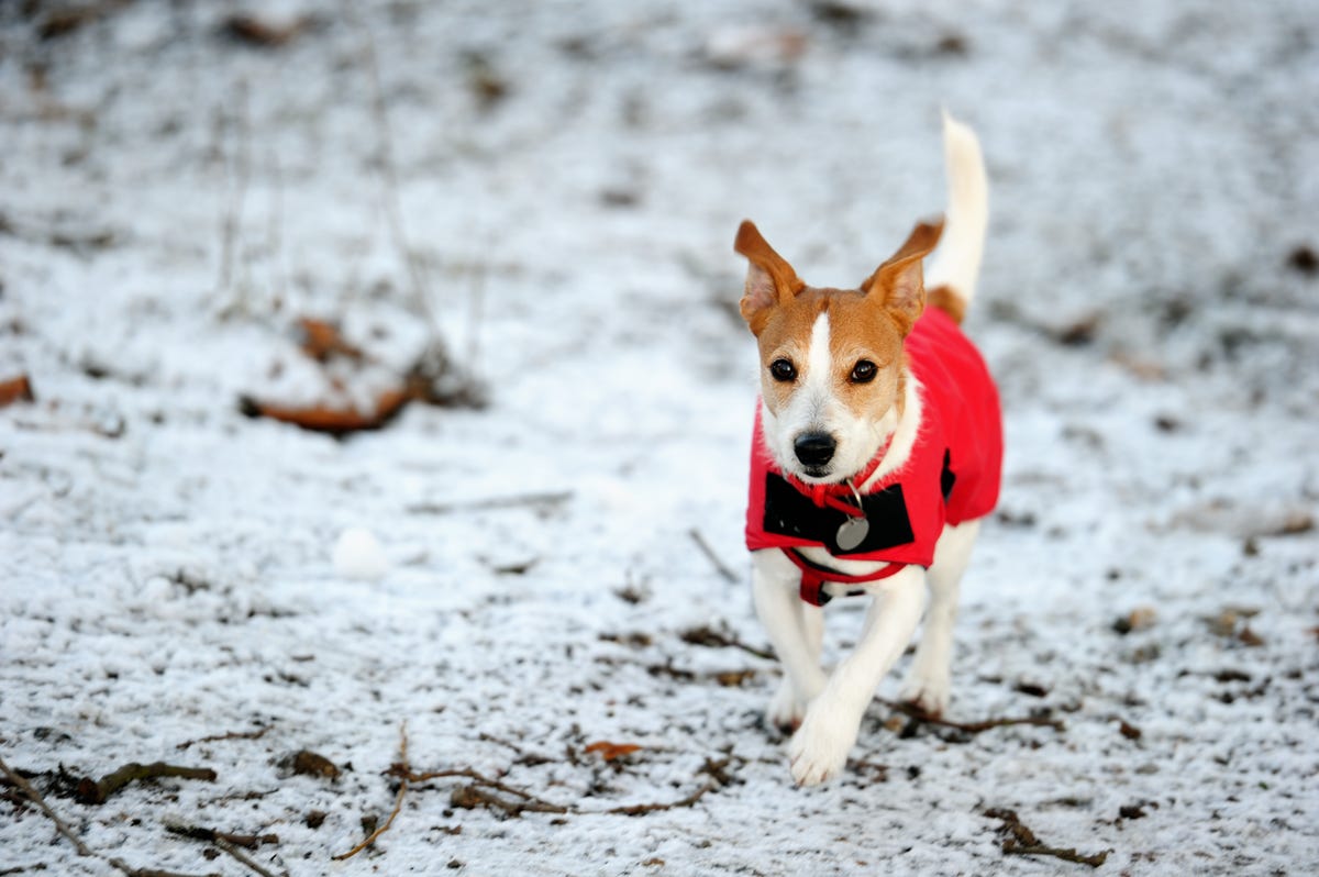 Do Dogs Need Coats in Winter? 5 Things To Check