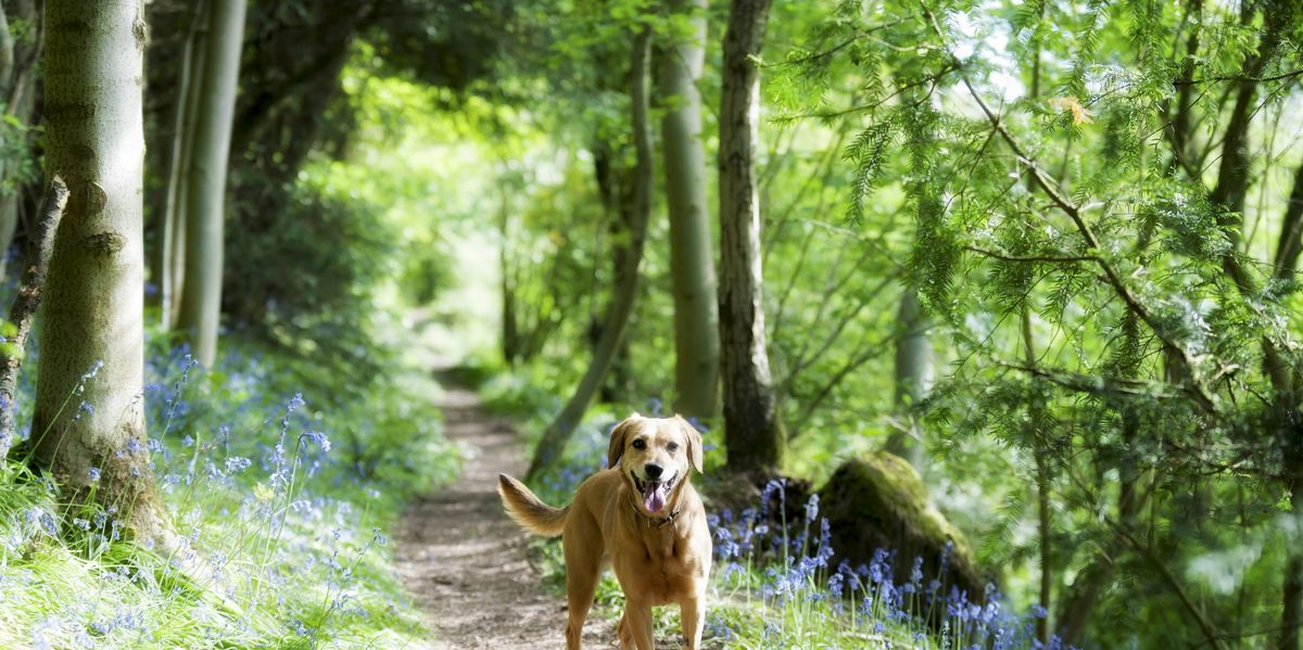 This is the top place in the UK for walks on a dogfriendly holiday