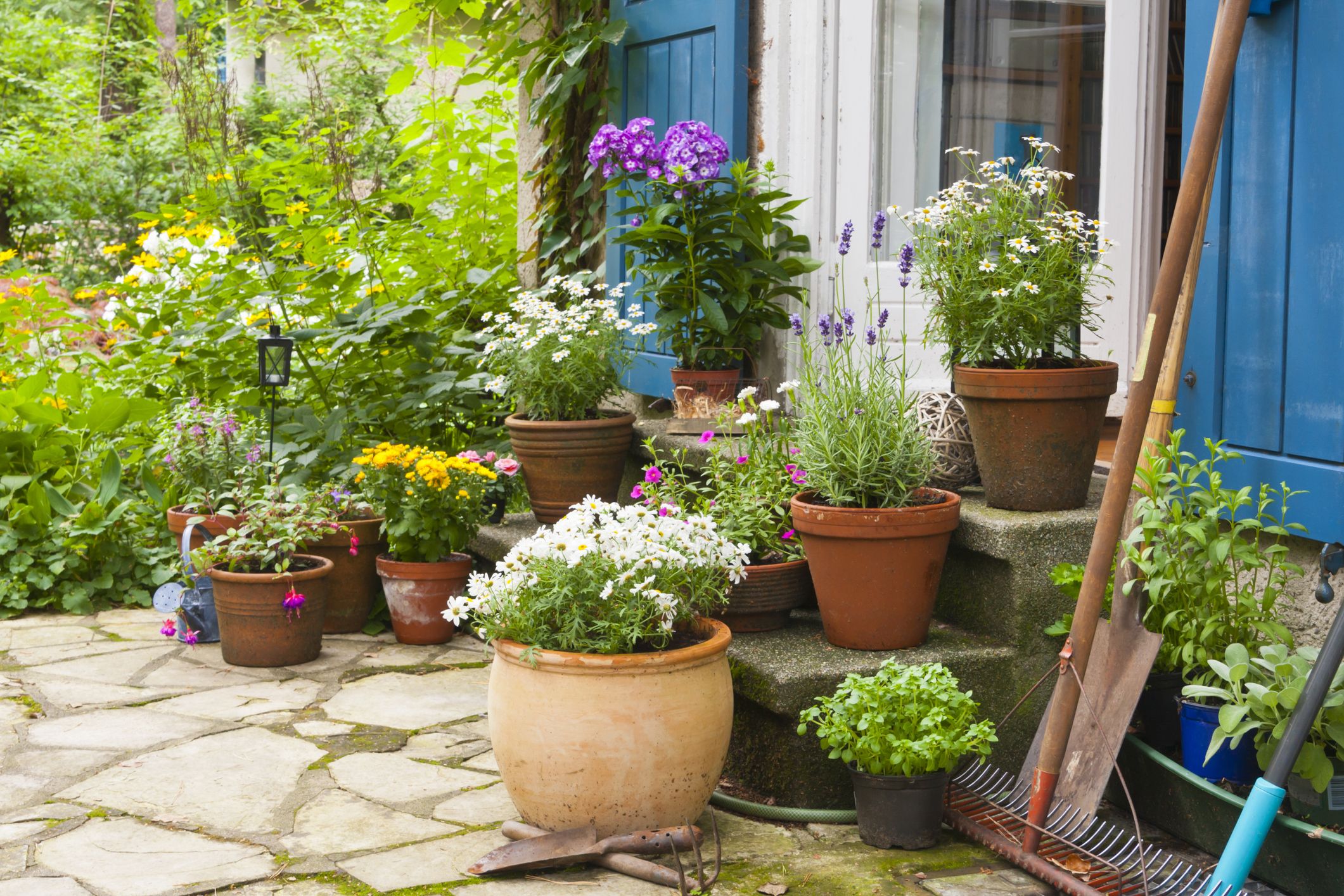 15 Best Patio Plants for a Lush Outdoor Space
