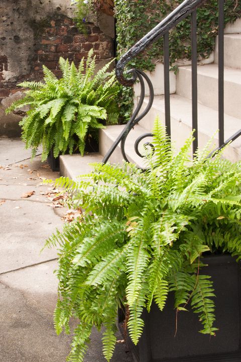 10 Front Door Plant Ideas Best Plants, Outdoor Plants For Front Door