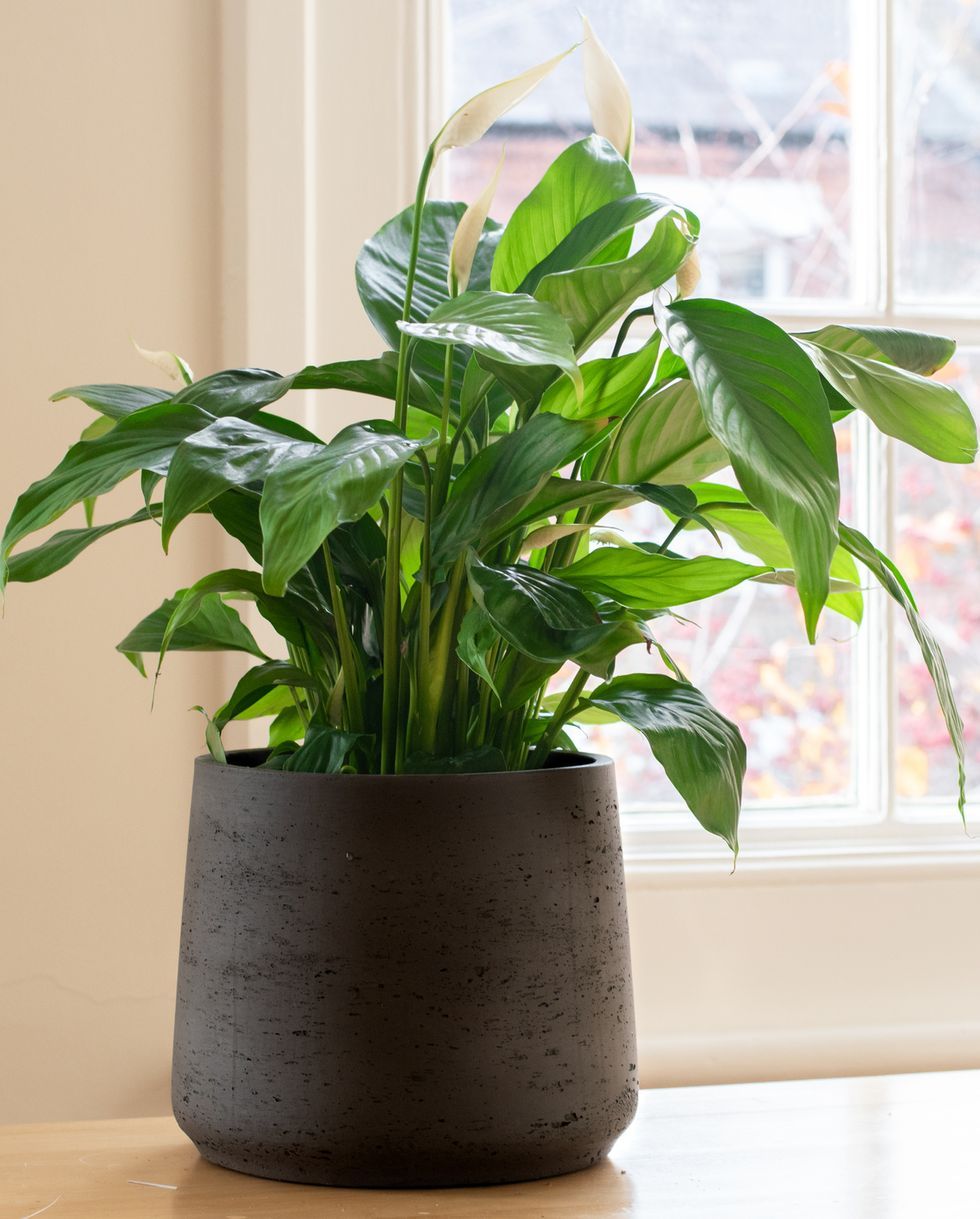 25 Best Indoor Plants Easy Indoor Gardening Ideas