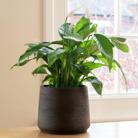 peace lily plant in a bright home