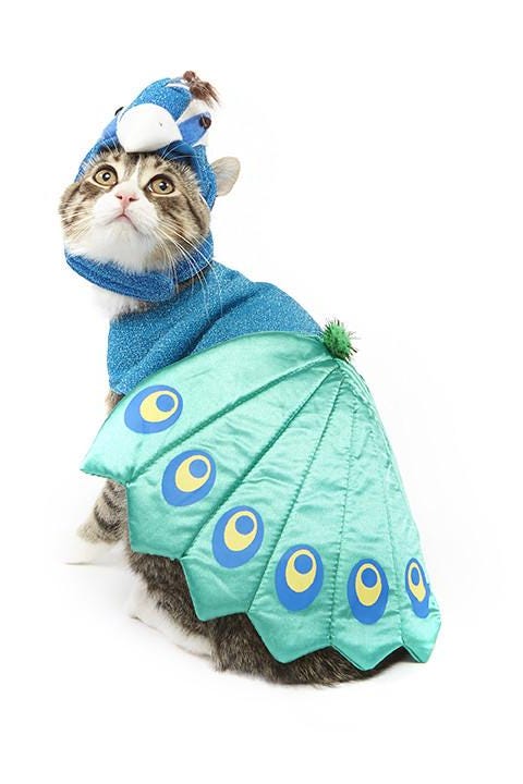 peacock cat halloween costume