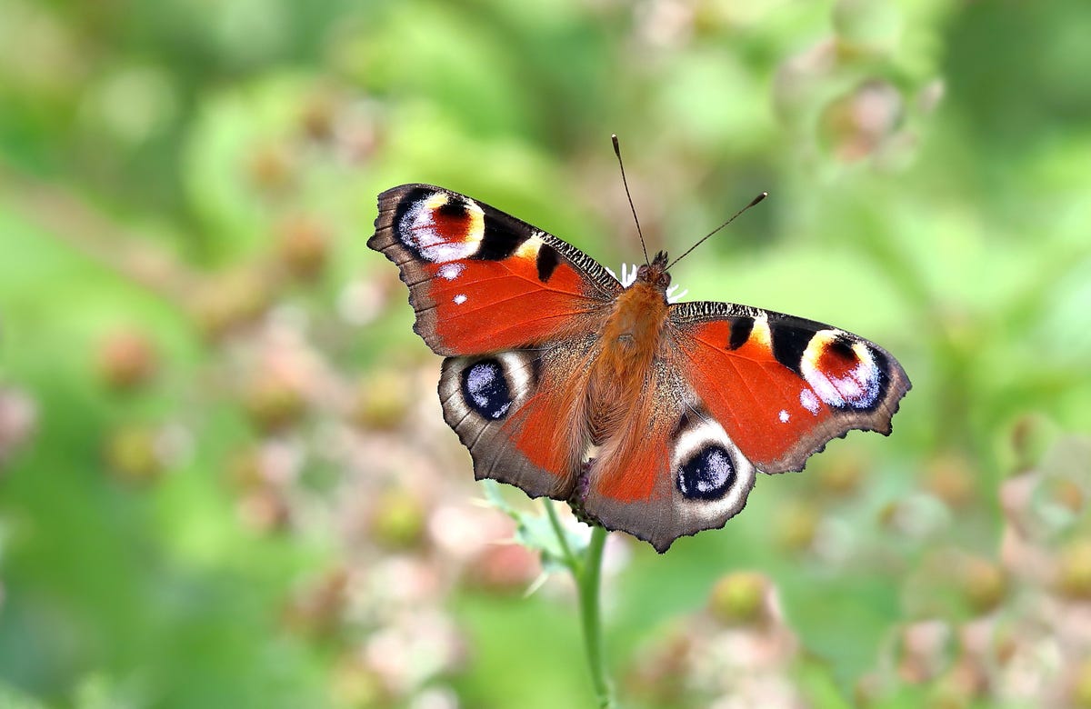 The Big Butterfly Count 2021 All You Need To Know