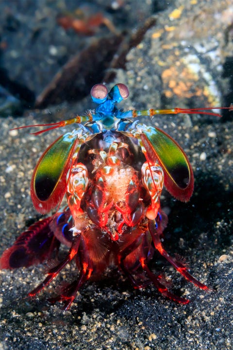 Peacock Mantis Shrimp