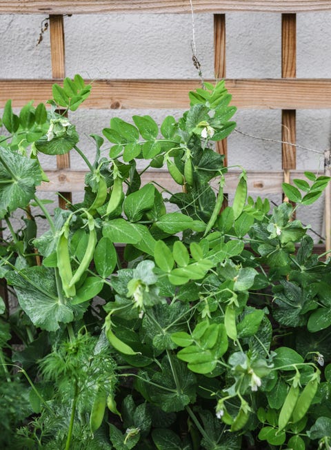 sugar snap peas growing in raised garden bed with trellis for support