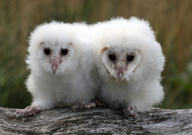 Poussins de chouettes effraies au parc safari de Blair Drummond