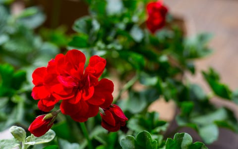 pelargonium plant with dark red flowers, natural antiseptic plant that cleans the air closeup pelargonium peltatum cuttings known as cascading geranium, selective focus