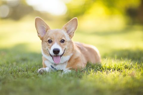 A happy pembroke welsh corgi puppy lying on the grass outdoors looks at the camera