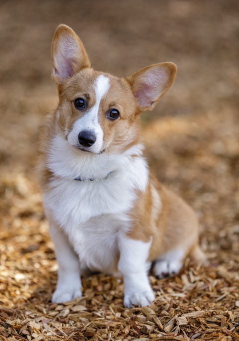 are pembroke welsh corgis good for children