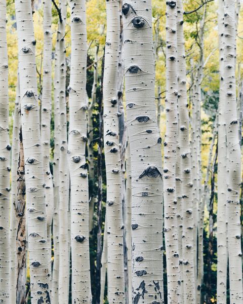 Tree, Canoe birch, American aspen, Birch, Woody plant, Trunk, Natural environment, Plant, Forest, Leaf, 