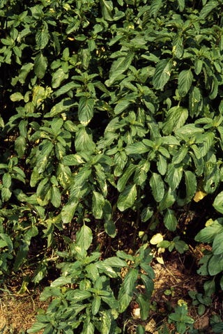 ¿Usar frutas y plantas como anticonceptivo? Pennyroyal or Squaw mint (Mentha pulegium)...