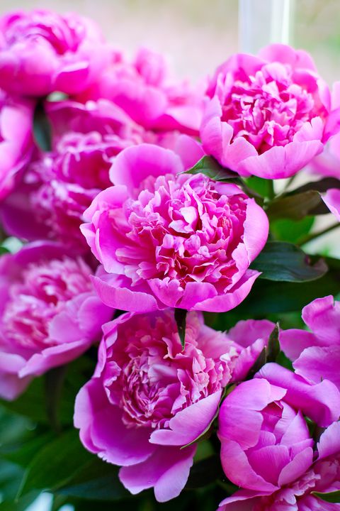 Flower, Flowering plant, Petal, Plant, Pink, common peony, Rosa × centifolia, Peony, Magenta, Chinese peony, 