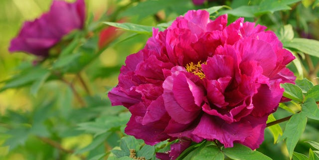 和の暦365日 卯月30日 今日から 牡丹華 ぼたんはなさく 牡丹が大きな花を咲かせる 和の暦365日 卯月30日 今日から 牡丹華 ぼたんはなさく 牡丹が大きな花を咲かせる