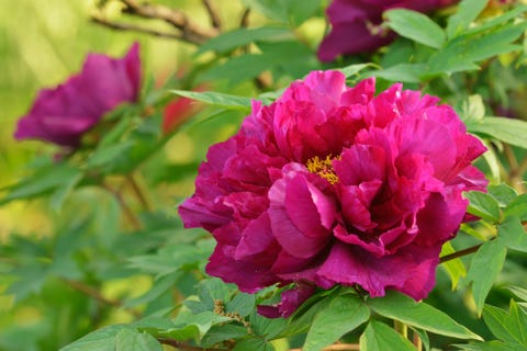 和の暦３６５日 卯月30日 今日から 牡丹華 ぼたんはなさく 牡丹が大きな花を咲かせる