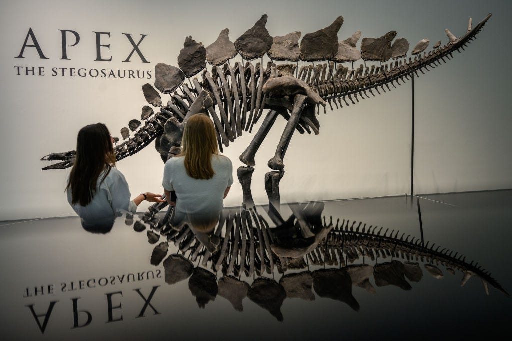 You Could Have Owned the Largest Stegosaurus Fossil Ever Found If You Had a Spare $44.6 Million