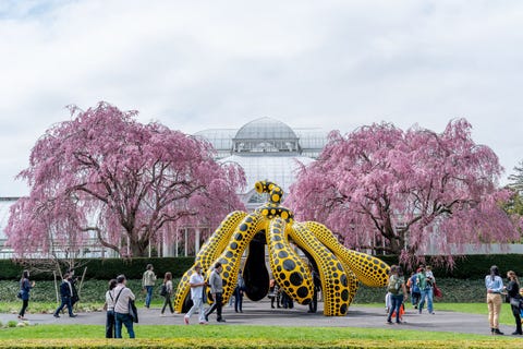 kusama cosmic nature exhibit at new york botanical garden