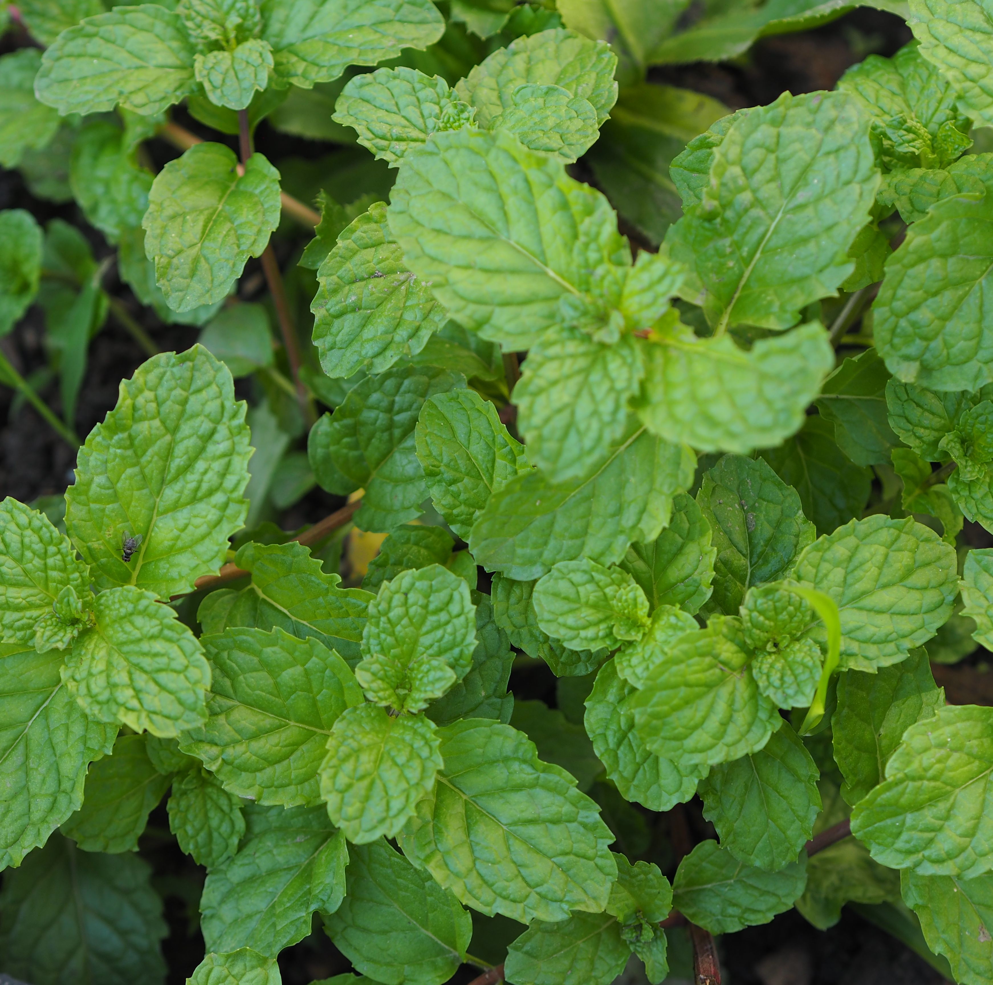 We Found the Best Way to Grow Fresh Mint All Year Long
