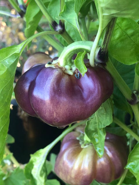 close up of a purple pepper on a tree