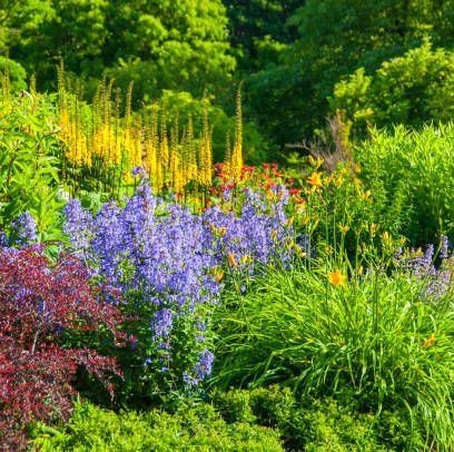 25 Best Perennial Flowers - Ideas for Easy Perennial Flowering Plants