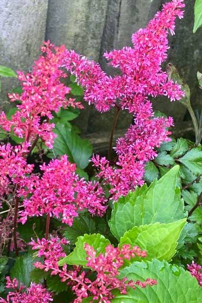 pink astilbe flowers