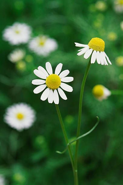 white and yellow chamomile flowers
