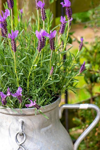 purple lavender flower in metal container