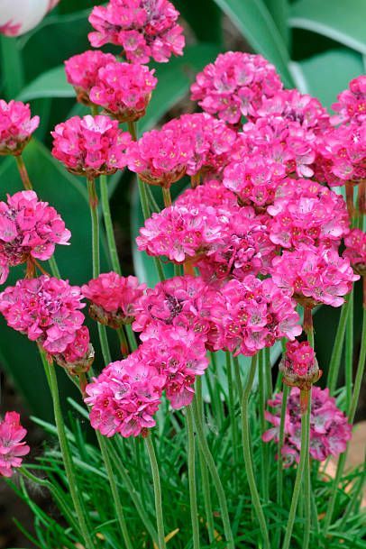 pink thrift flowers