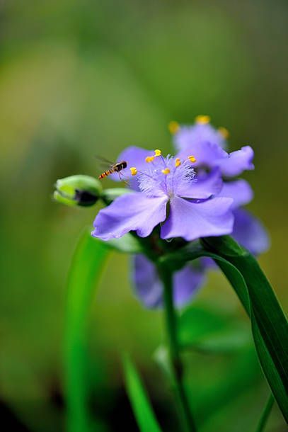 purple tradescantia flower with bee