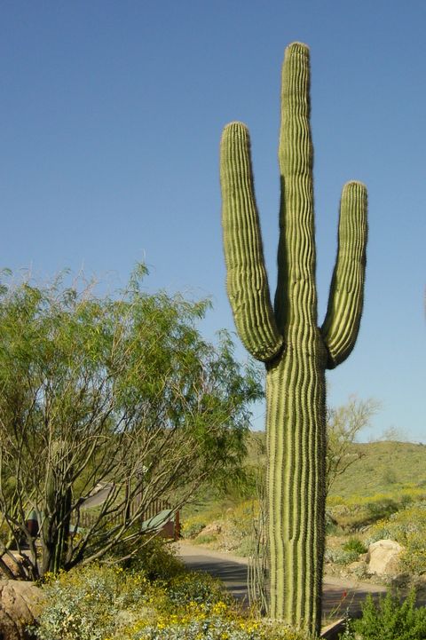 Perfectly Shaped Three Arm Desert Saguaro Cactus
