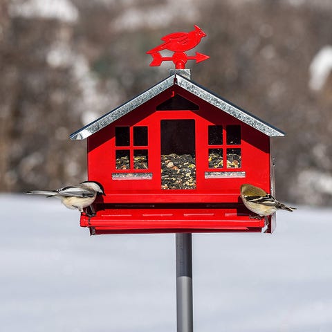 The Best Squirrel Proof Bird Feeders You Can Buy Online