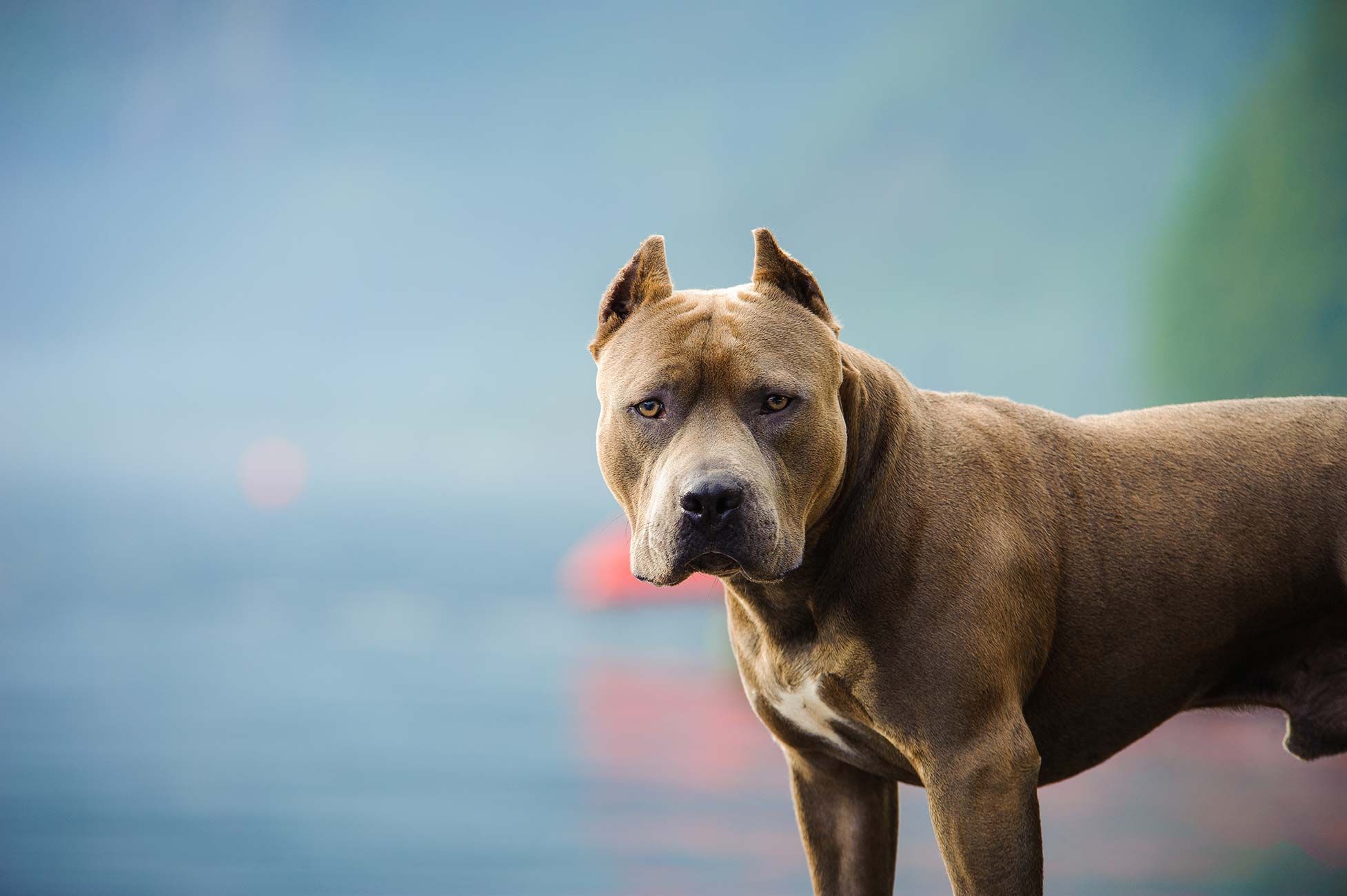 20 perros potencialmente peligrosos: