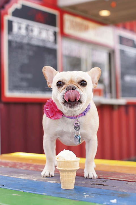 Es Recomendable Darle Helado A Tu Perro Mascotas