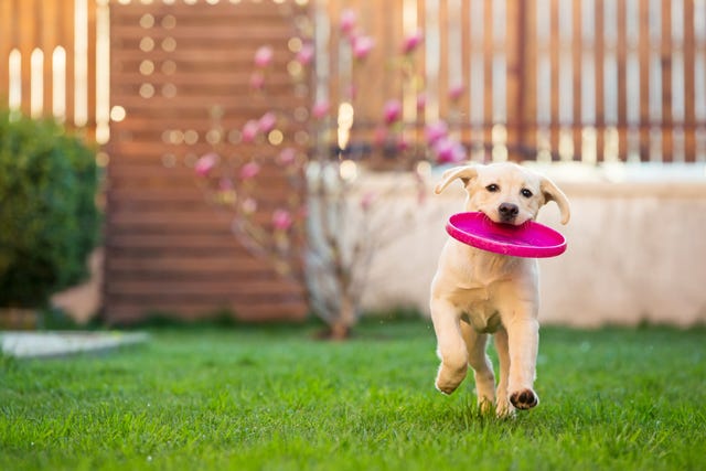 Cómo tener un jardín seguro para tus perros