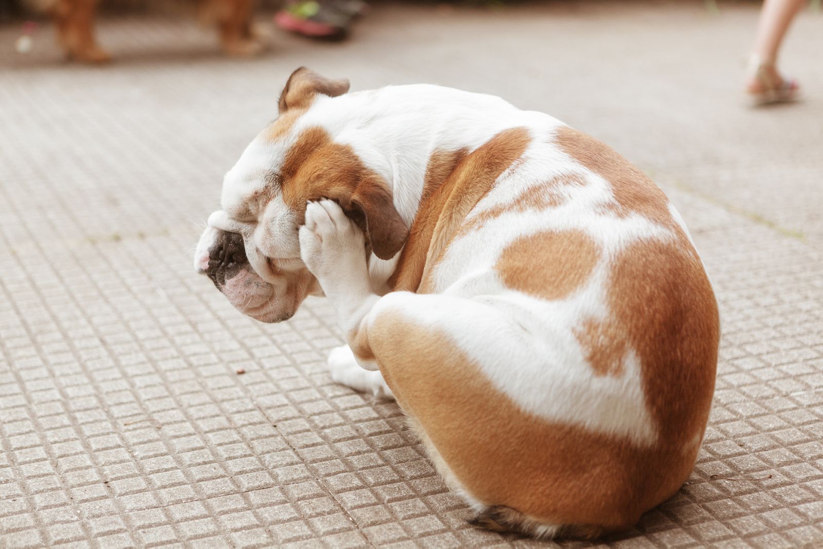 Aventurarse fama efecto Garrapatas y pulgas, cómo eliminarlas de tus perros