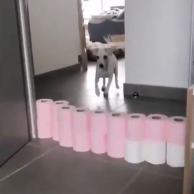 Las ocurrencias de estos animales, en tiempos del coronavirus, te sacarán una sonrisa Los memes más divertidos, protagonizados por lindos animalitos, que verás estos días en las redes.