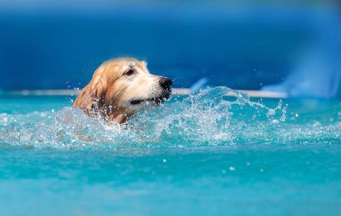 perro nadando en la playa