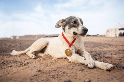 El perro que corrió el Marathon des Sables