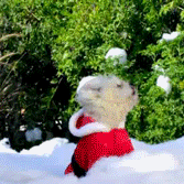 Perros en Navidad
